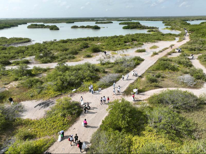 Gobierno y sociedad civil suman esfuerzos por los manglares de Yucatán