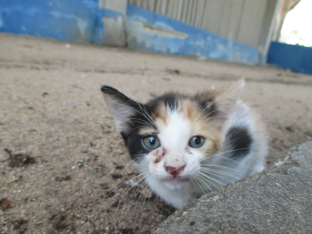 ¿Sabías que el maltrato animal es delito en Campeche? Estas son las penas y multas