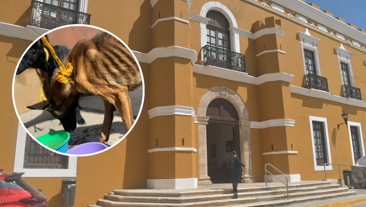 Ayuntamiento de Campeche y Biby Rabelo incumplen con la Ley de Bienestar Animal