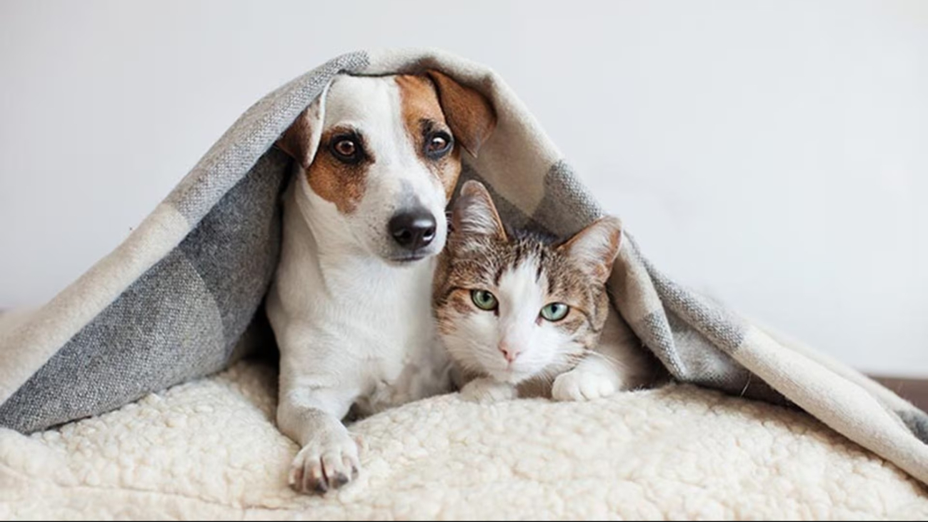 Caravanas de Bienestar Animal:     Fechas de registros y esterilizaciones para mascotas en Cancún