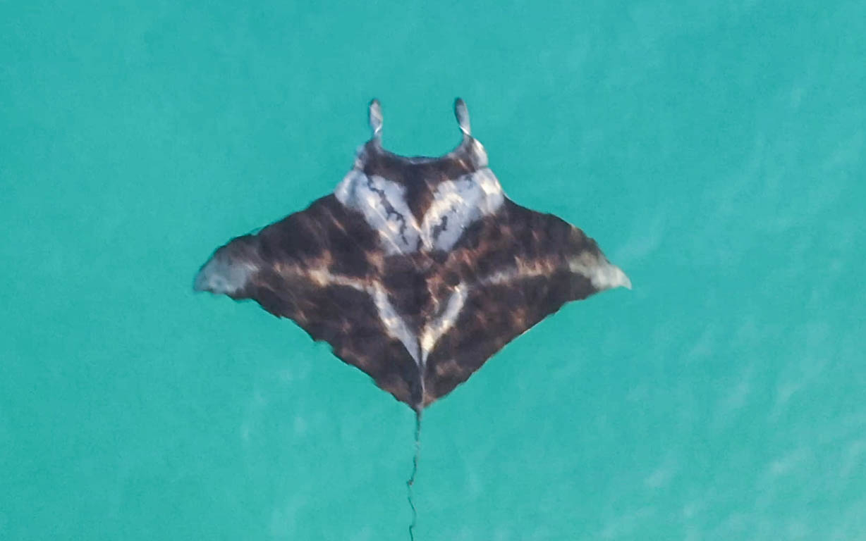 El hábitat de esta enorme mantarraya comprende islas oceánicas y archipiélagos, así como regiones costeras y estuarinas del océano Atlántico, incluyendo la Península de Yucatán