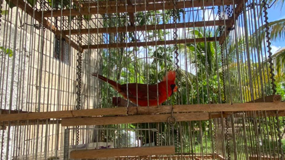 Poblaciones de distintas especies, que antes se veían en grandes grupos, han reducido su presencia producto de su captura y extracción