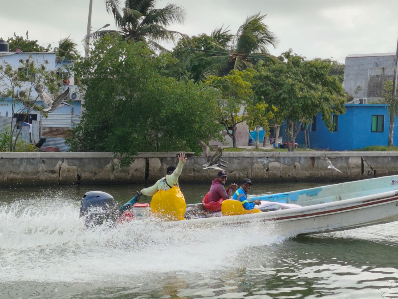 Proponen limpiar el fondo marino y desazolvar cuerpos de agua para reactivar la pesca. Proponen limpiar el fondo marino y desazolvar cuerpos de agua para reactivar la pesca.