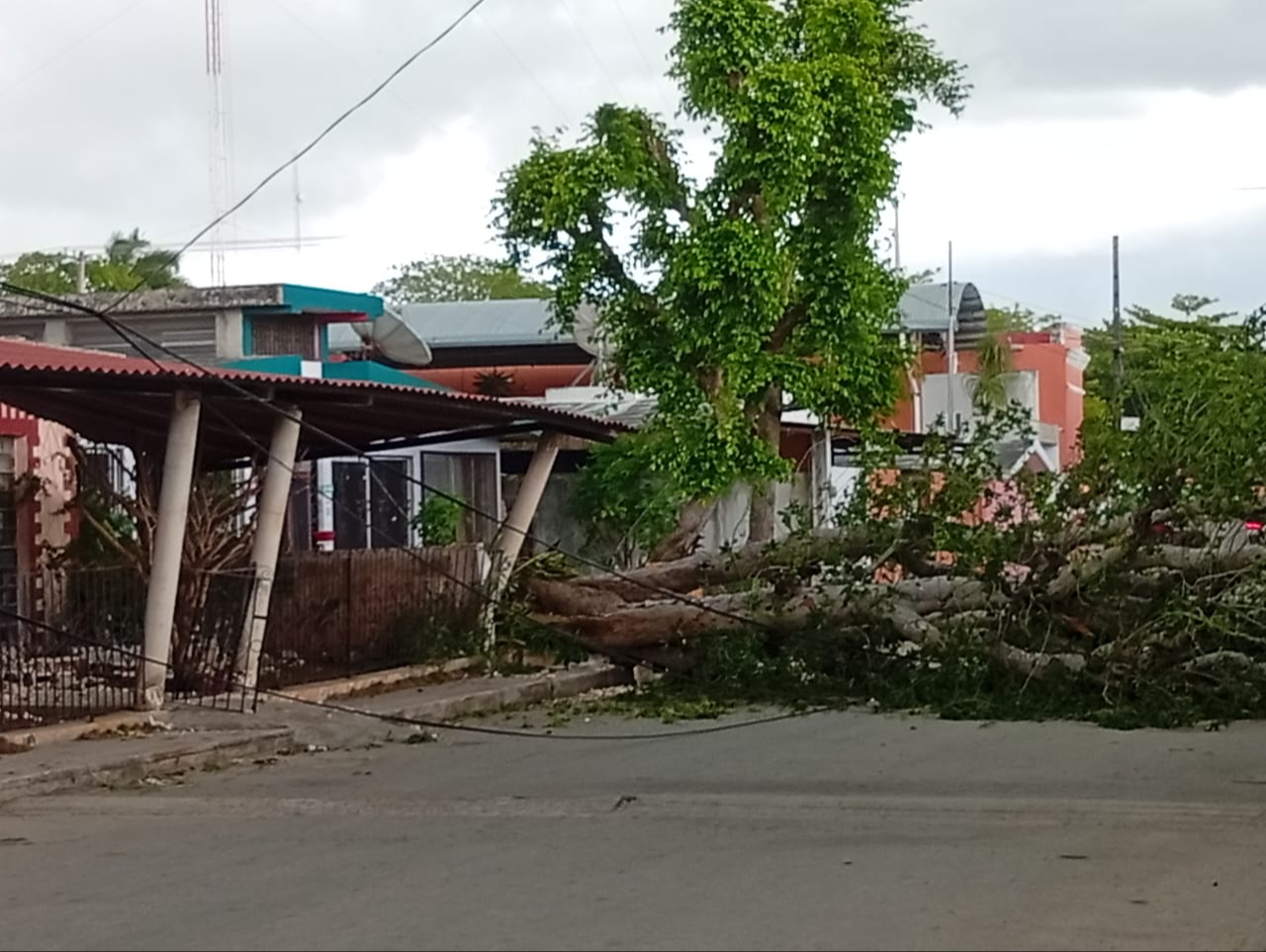 Ventarrón tira un árbol de Ramón