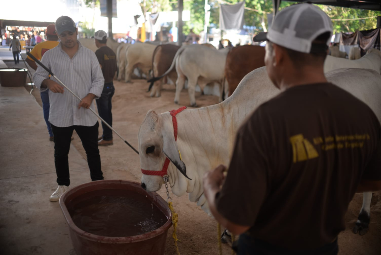 Actualmente, en el municipio de Tzucacab se contabilizan 10 animales con gusano barrenador