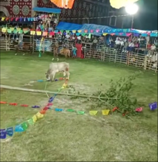 El desplome del ceibo fue interpretado como un mal augurio para el desarrollo de las celebraciones El desplome del ceibo fue interpretado como un mal augurio para el desarrollo de las celebraciones