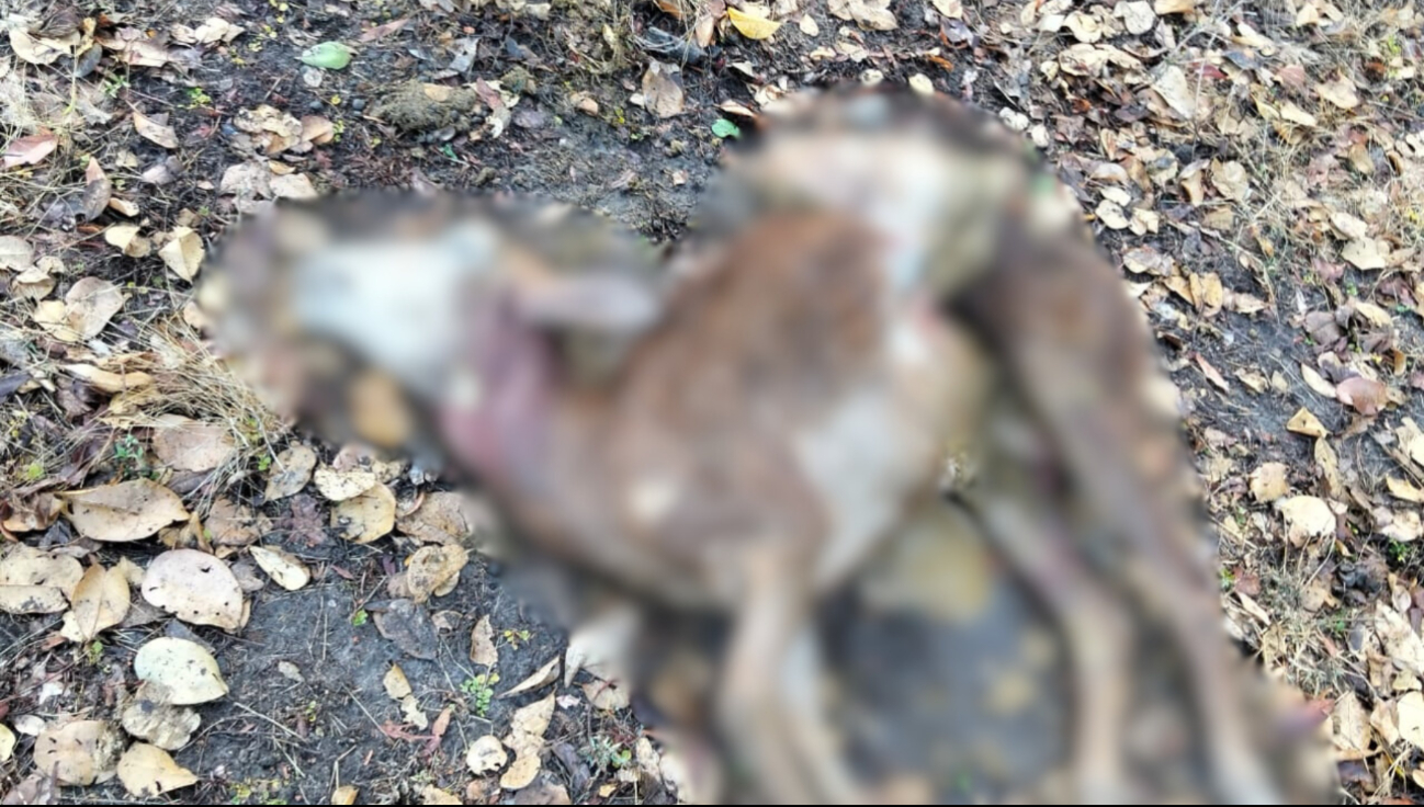 Al investigar, los vecinos confirmaron haber visto a los perros Pit bull atacando a los borregos Al investigar, los vecinos confirmaron haber visto a los perros Pit bull atacando a los borregos
