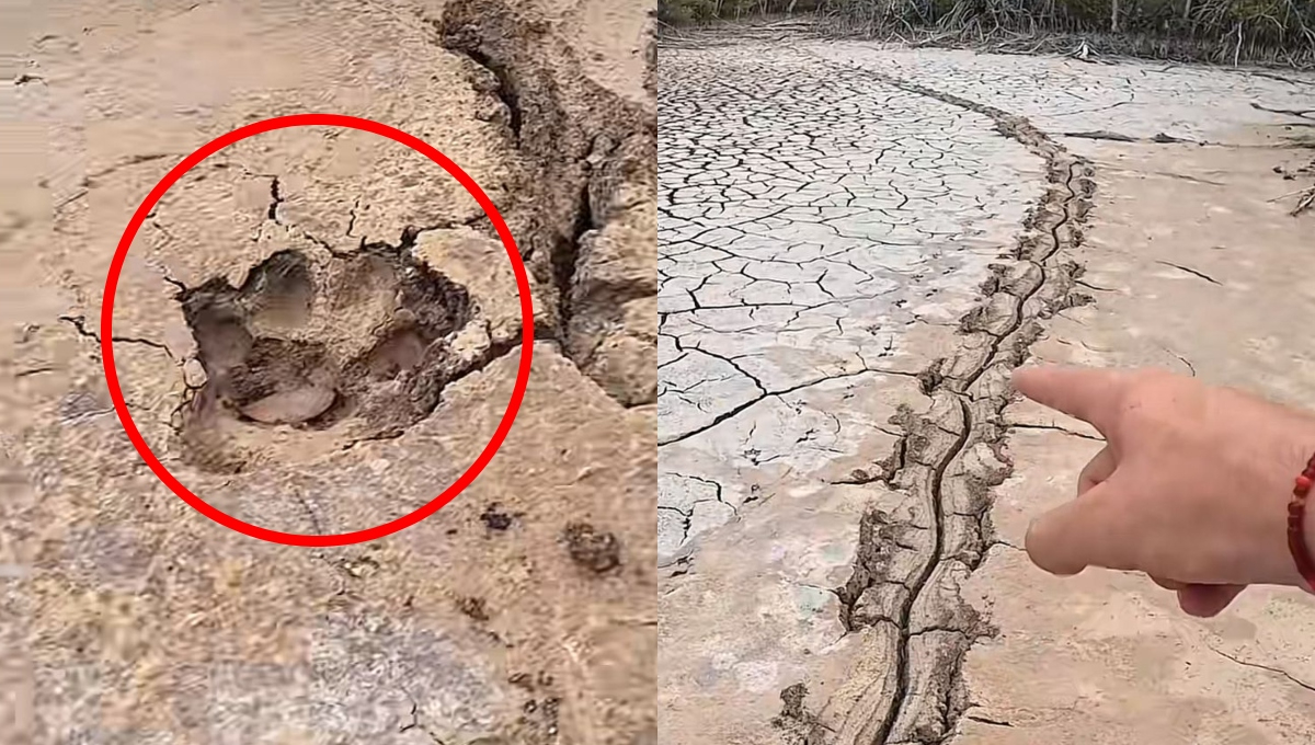 Aparentemente, el jaguar arrastró a su presa hacia el interior del manglar Aparentemente, el jaguar arrastró a su presa hacia el interior del manglar
