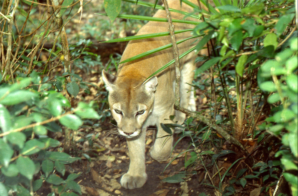  Fragmentación de las selvas hace más frecuente el avistamiento de felinos salvajes en Yucatán   