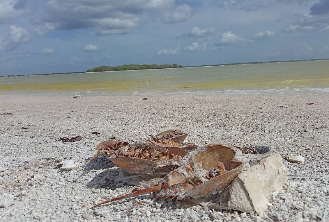 Hallan a más de 100 cacerolitas de mar muertas cerca de la costa de Río Lagartos