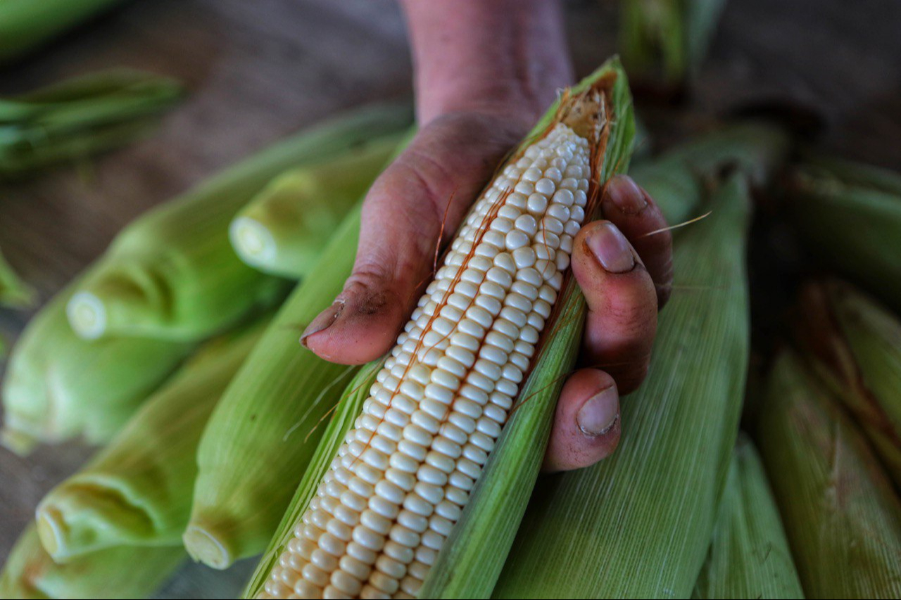 Productores de Campeche logran importante acuerdo en beneficio del sector maicero