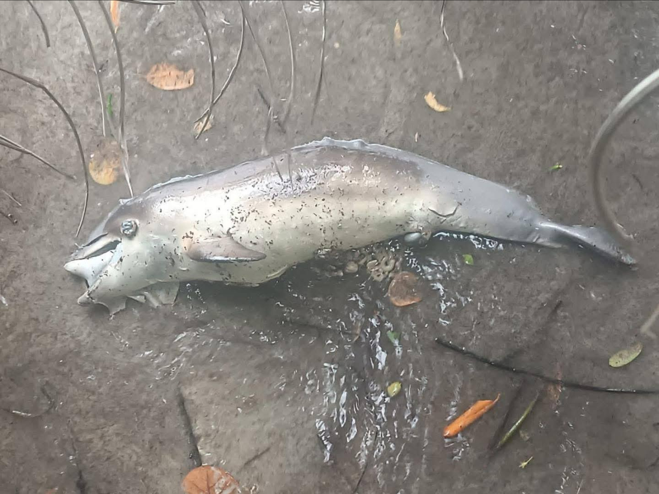 Se presume que la causa se trate fenómeno al interior de la bahía Se presume que la causa se trate fenómeno al interior de la bahía