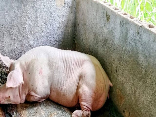 Investigan a “El Huach” por presunta zoofilia en Sacalum; habría abusado de un cerdo