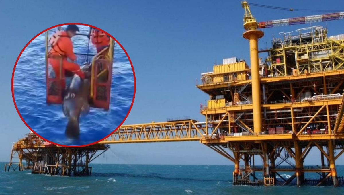 ¡Asombroso! Capturan cherna gigante en plataforma petrolera de la Sonda de Campeche