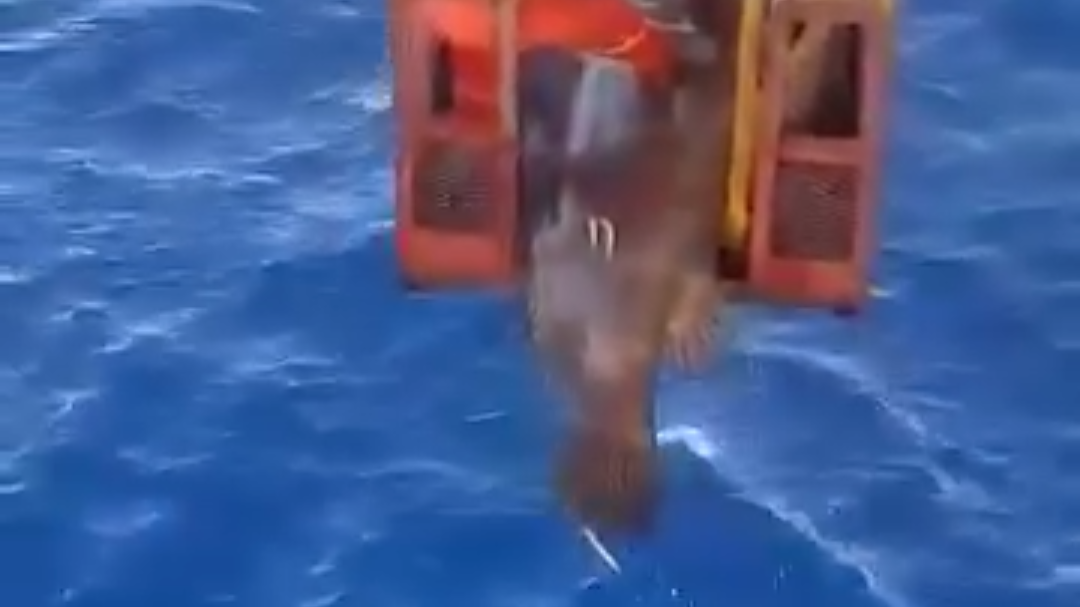 Capturan cherna gigante en plataforma petrolera de la Sonda de Campeche
