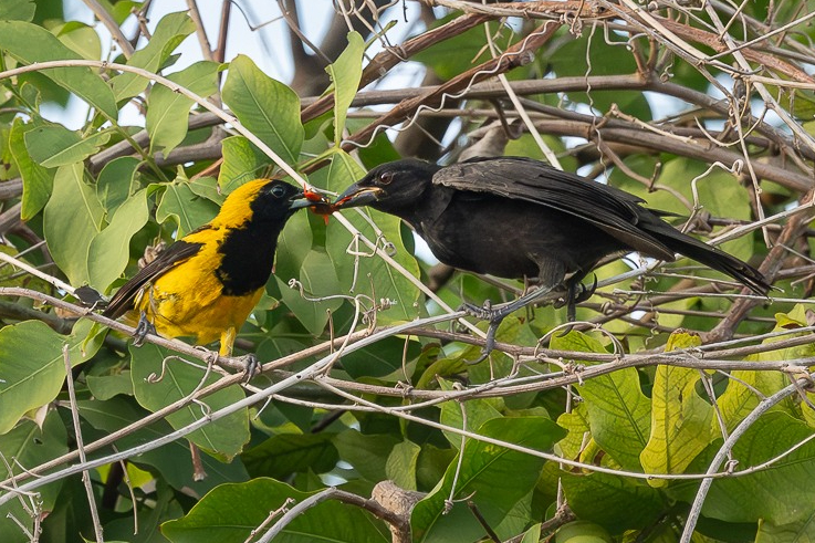 ¿Madre engañada?: Documentan caso de parasitismo entre aves en  la Península de Yucatán 