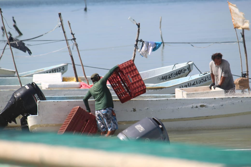 Pescadores de Champotón migran a Yucatán por escasez de pulpo