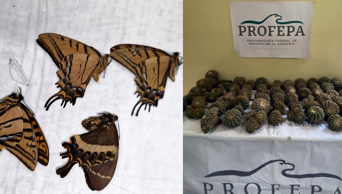 Algunas de las especies se encuentran protegidas por la legislación mexicana Algunas de las especies se encuentran protegidas por la legislación mexicana