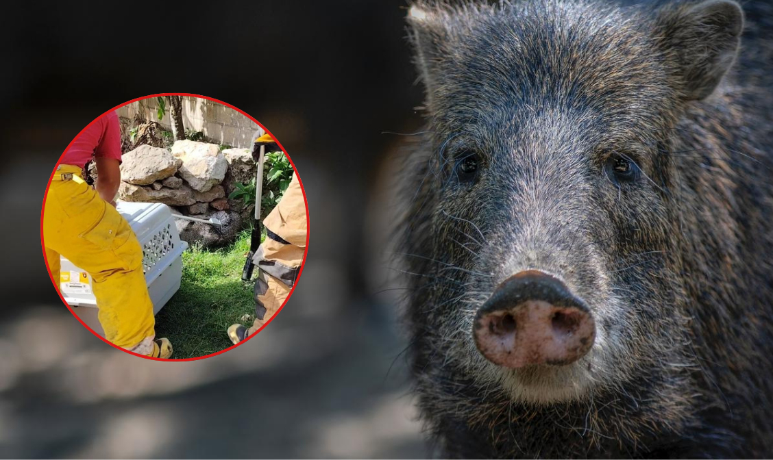 Algunas personas aseguraron que el animal intentó morderlos Algunas personas aseguraron que el animal intentó morderlos