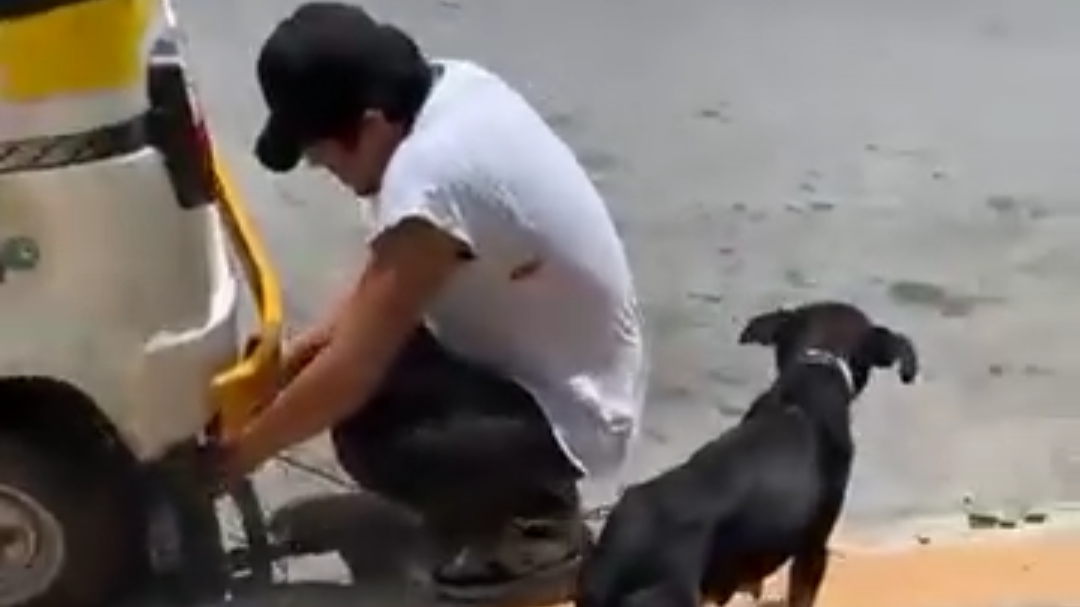 Exponen a mototaxista por arrastrar a una perrita en Playa del Carmen