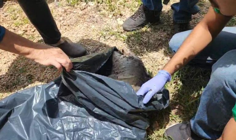 Investigan causa de muerte de cría de delfín hallada en bahía de Calderitas Investigan causa de muerte de cría de delfín hallada en bahía de Calderitas