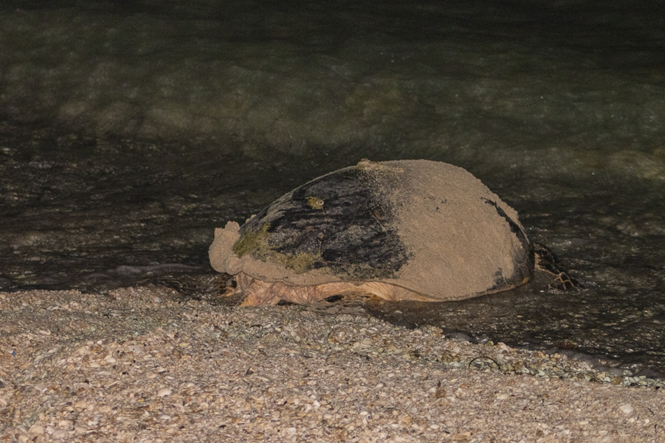La erosión de suma a otras amenazas que sufren las tortugas La erosión de suma a otras amenazas que sufren las tortugas