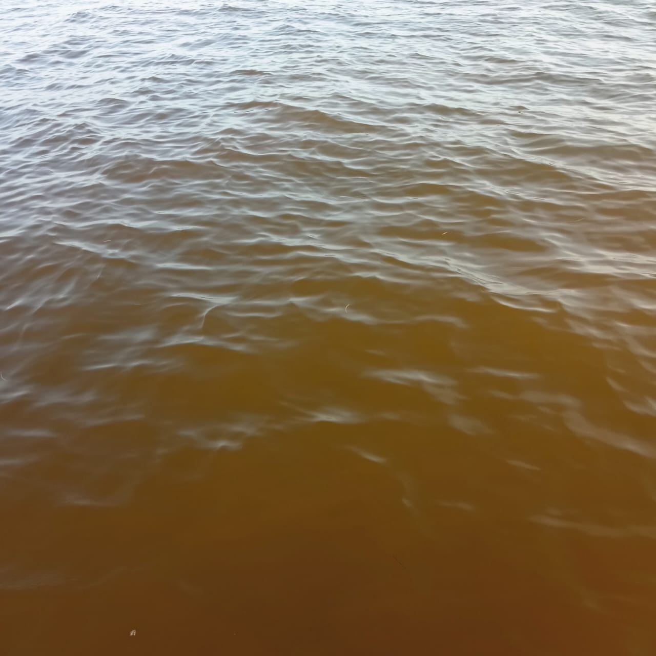 Pescadores captan  presunta marea roja en la costa de Yucatán; temen que afecte a la temporada de langosta