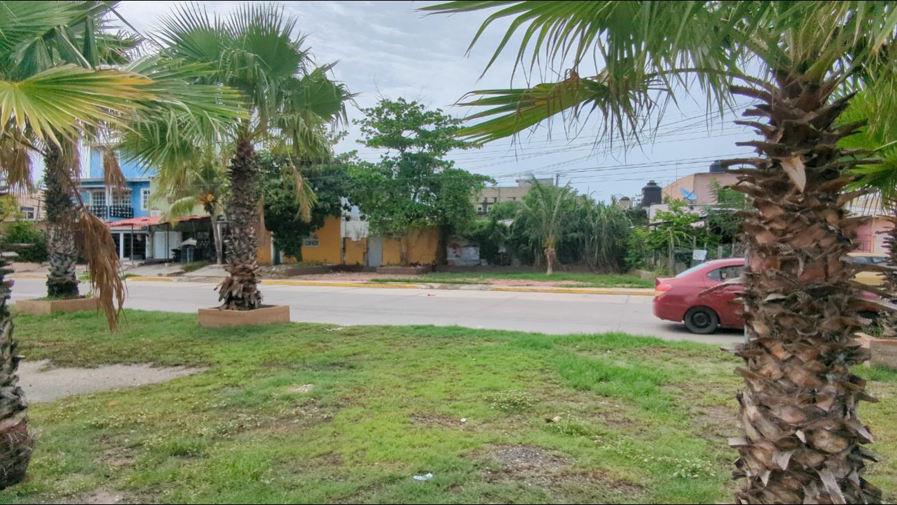 🐝 Enjambre de abejas africanas desata pánico en la colonia Obrera de Campeche 🐝 Enjambre de abejas africanas desata pánico en la colonia Obrera de Campeche