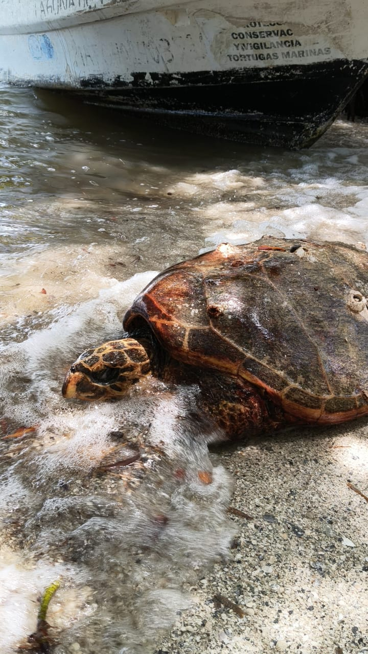 El ejemplar sufrió agotamiento, pero logró regresar al mar por sí sola. El ejemplar sufrió agotamiento, pero logró regresar al mar por sí sola.