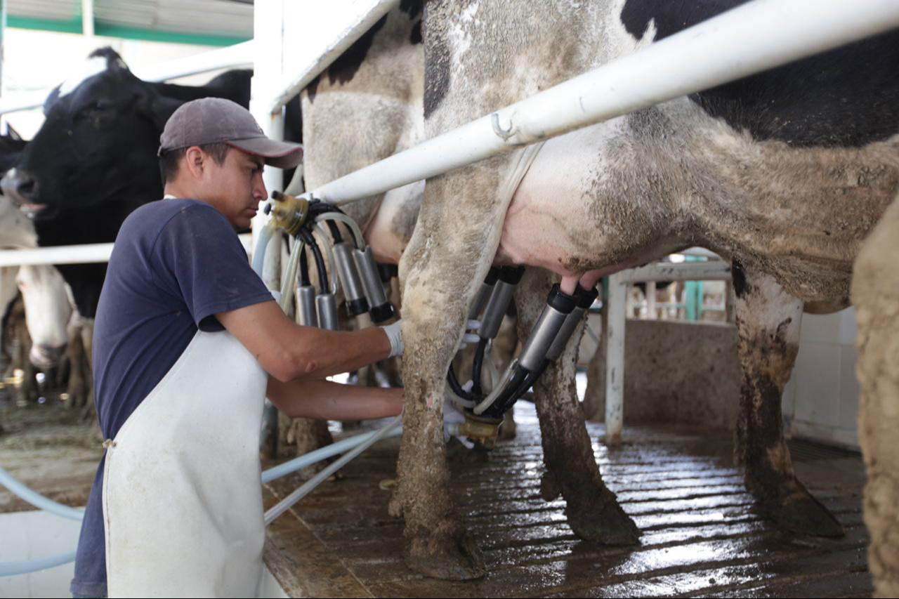 Lluvias impulsan producción de leche en Campeche previo a apertura de planta pasteurizadora   