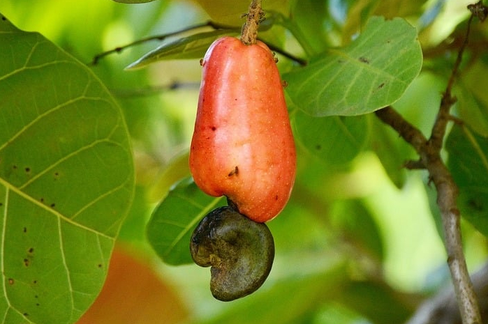 Los frutos de marañón aportan aporta vitamina A y C Los frutos de marañón aportan aporta vitamina A y C