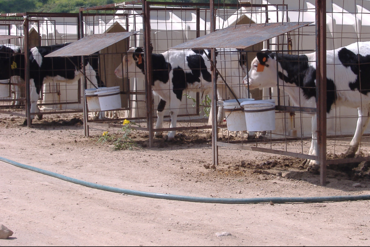 Se prevé que la producción de leche alcance su punto máximo en noviembre, justo antes de la inauguración de la Planta Pasteurizadora de Bienestar. Se prevé que la producción de leche alcance su punto máximo en noviembre, justo antes de la inauguración de la Planta Pasteurizadora de Bienestar.