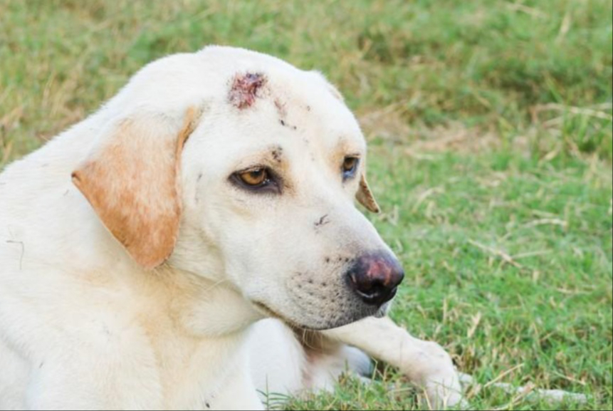 Se registró el primer caso de miasis en la zona norte de la entidad en un perro.