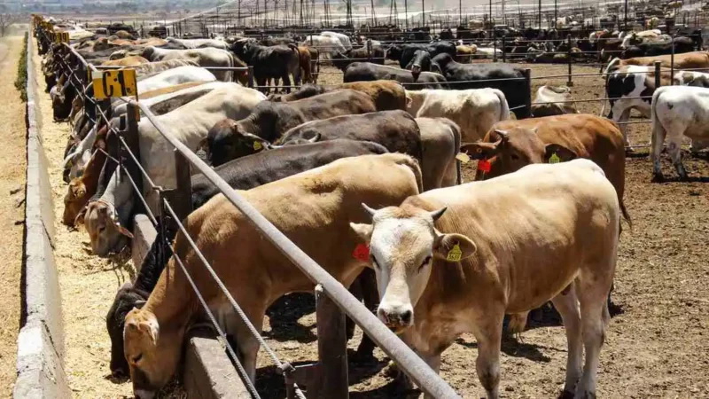 Detectan 7 nuevo casos de esta miasis en seis municipios; los animales están bajo control
