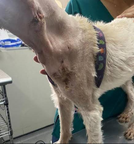 Detectan casos de gusano barrenador en mascotas de Campeche Detectan casos de gusano barrenador en mascotas de Campeche