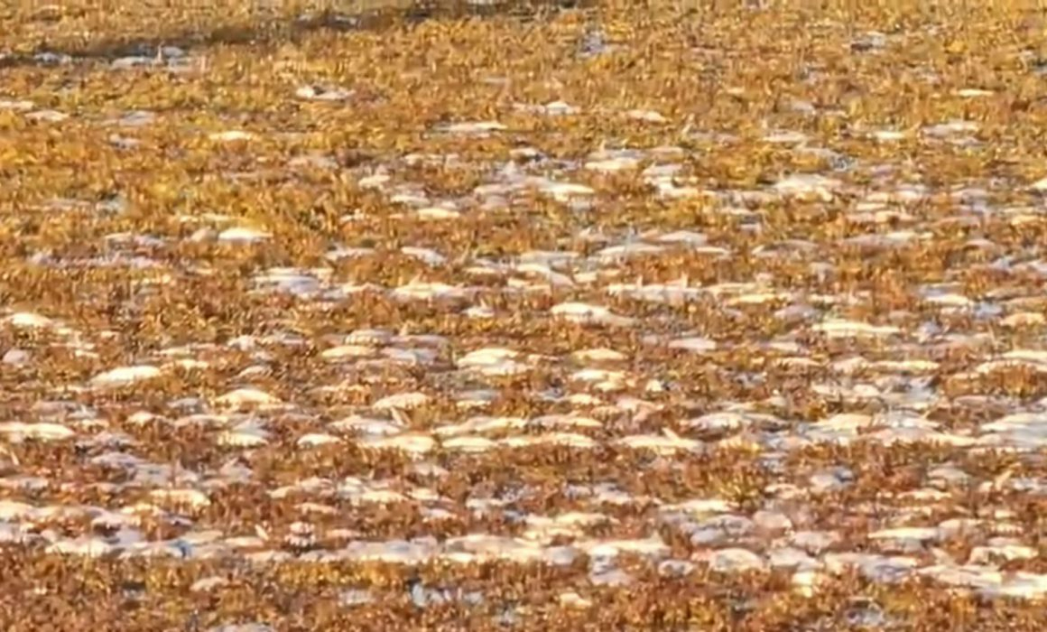 Habitantes cercanos al río se han consternado por la gran cantidad de peces muertos Habitantes cercanos al río se han consternado por la gran cantidad de peces muertos