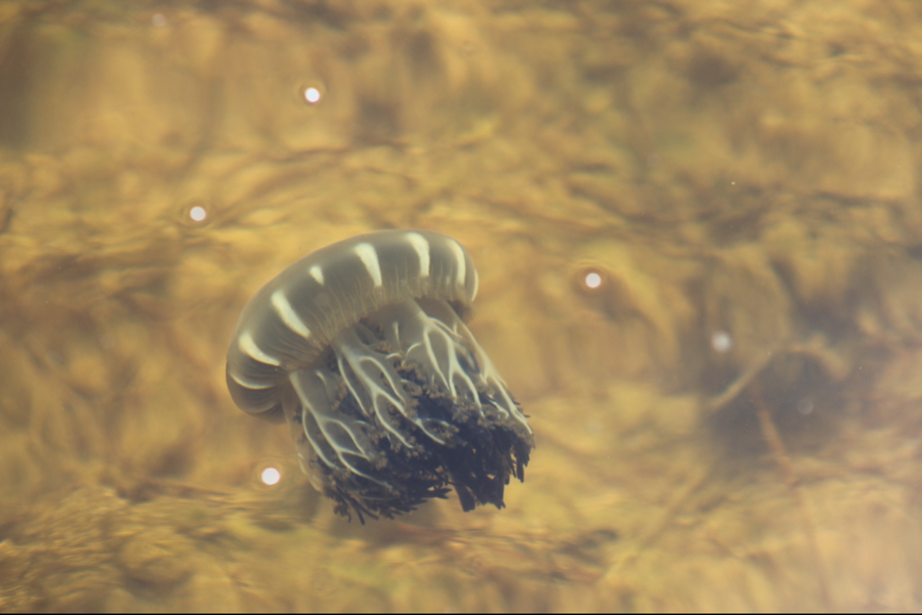 Medusas “invaden” la ría de Chelem; pescadores reportan desplazamiento de crustáceos y peces por su presencia