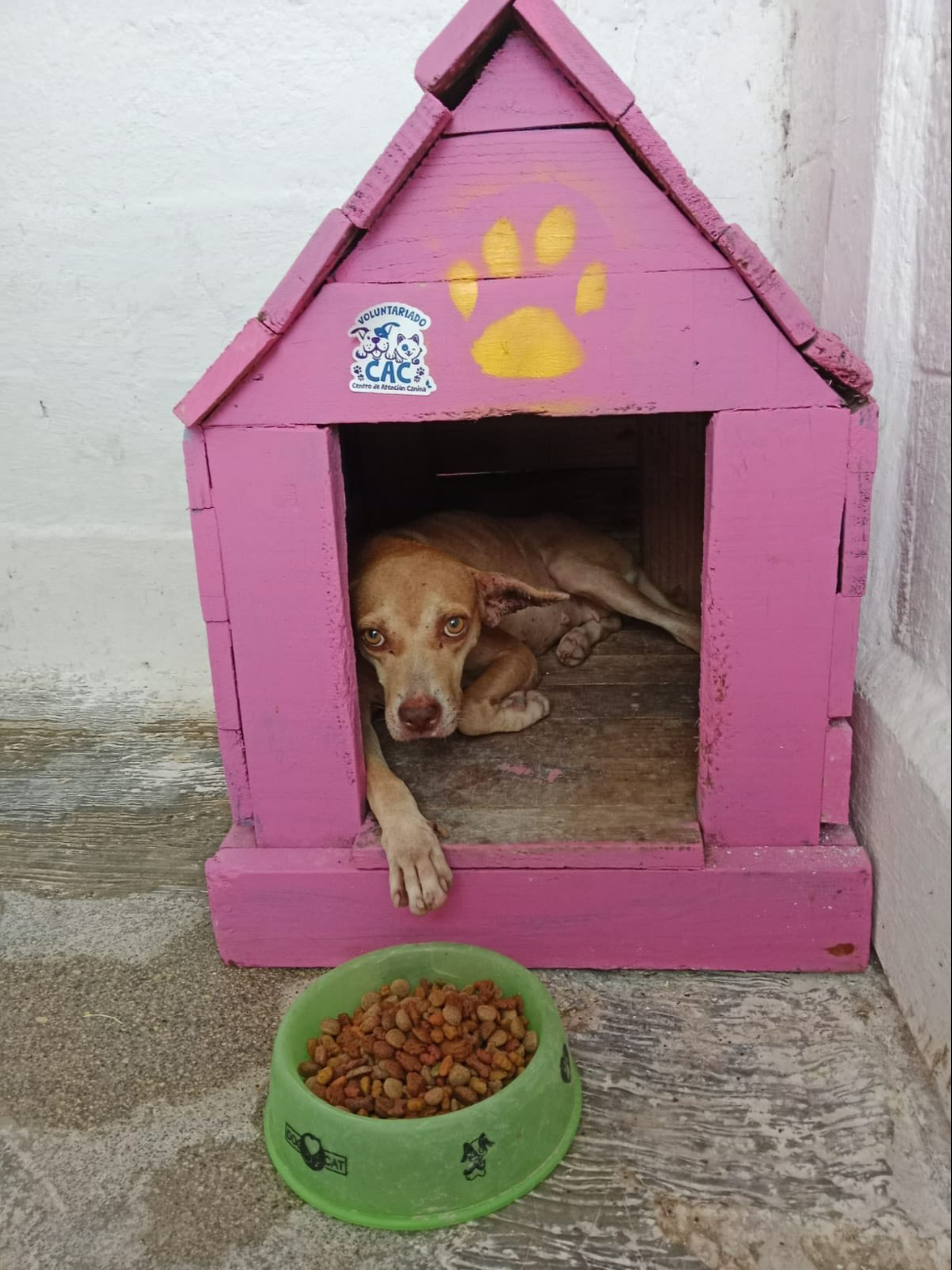 Salvan a perrito de parasitación de garrapatas y pulgas en Othón P. Blanco