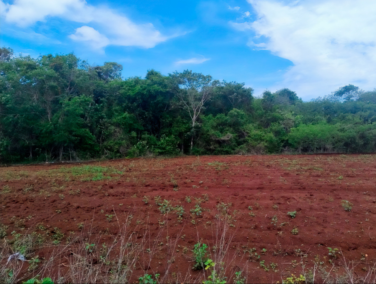 Profepa clausura desmonte ilegal de selva en Tekax: más de 39 hectáreas arrasadas por presuntos menonitas 