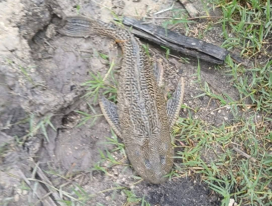 Pez diablo continúa reproduciéndose en el sur de Quintana Roo
