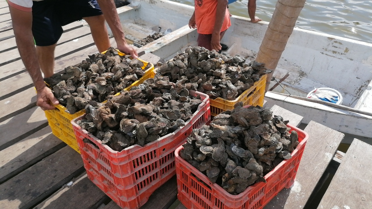 Los pescadores consideran inaceptable la inacción del Gobierno ante una actividad que genera desempleo en Carmen