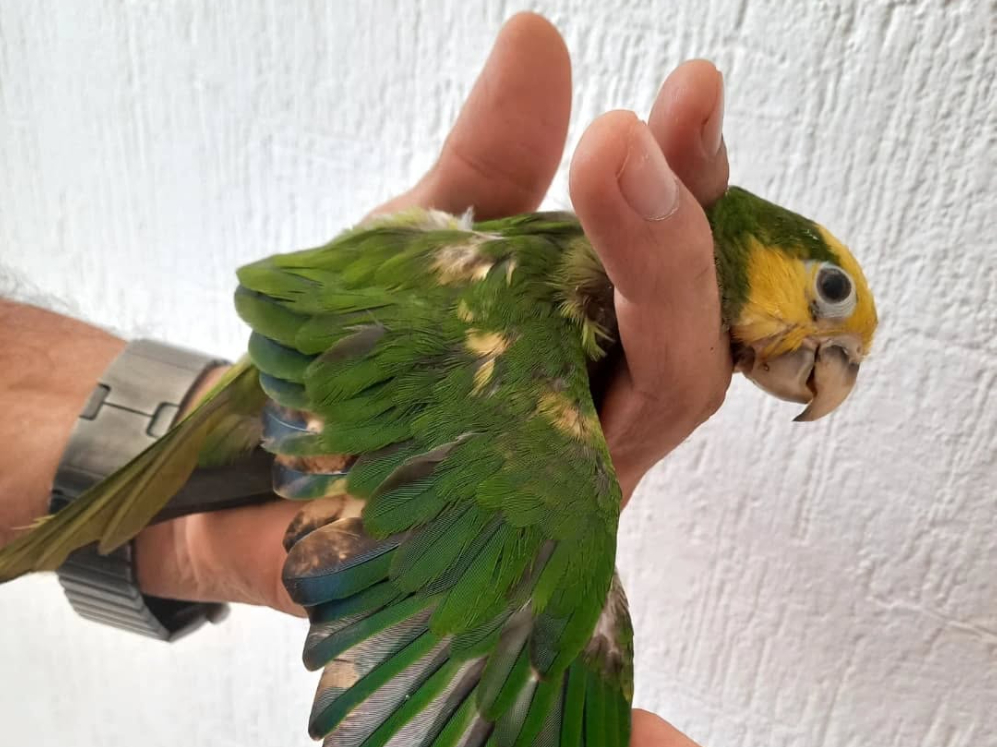 Comerciantes tiñen la cabeza de los loros para aumentar su valor en el mercado ilegal Comerciantes tiñen la cabeza de los loros para aumentar su valor en el mercado ilegal