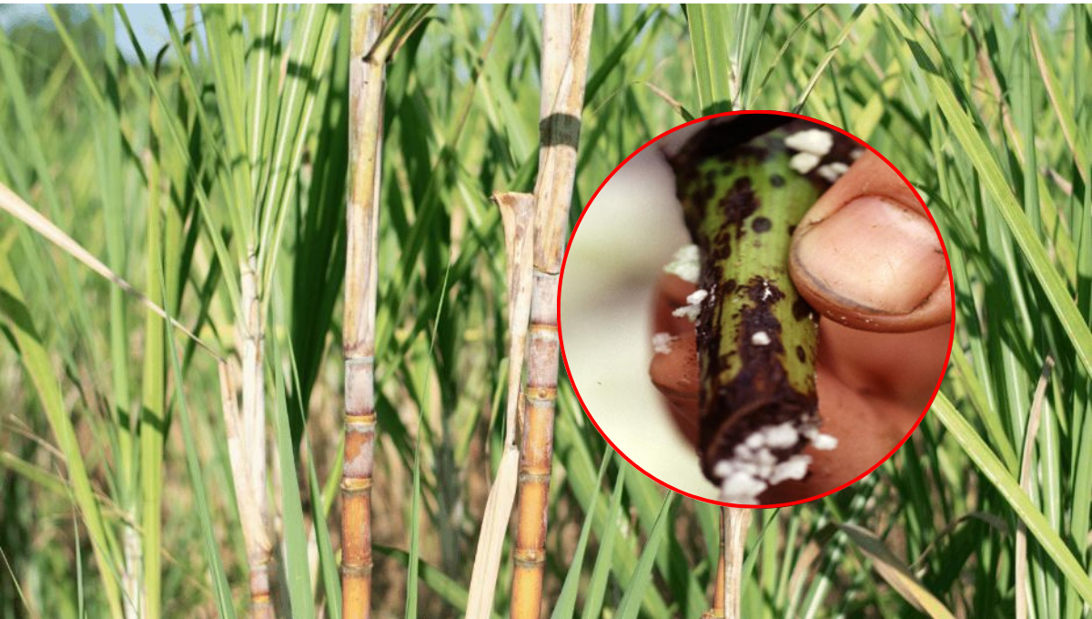 Alerta fitosanitaria en Campeche: Hongo Fusarium llega a cultivos de caña de azúcar; urgen apoyo      