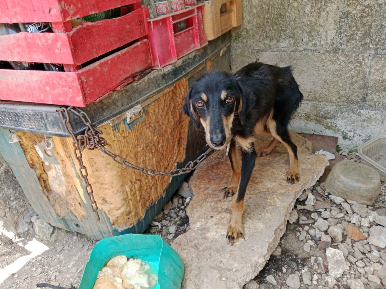 El maltrato animal es muy común en la entidad, por lo que se castigará de manera contundente. El maltrato animal es muy común en la entidad, por lo que se castigará de manera contundente.