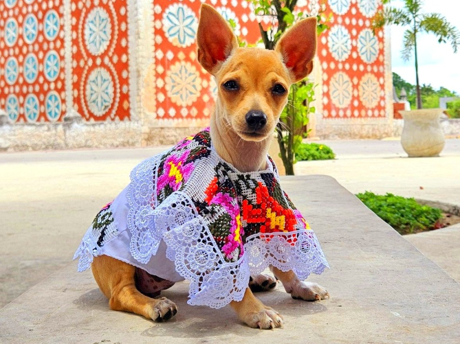 La lomita es originaria de Uayma