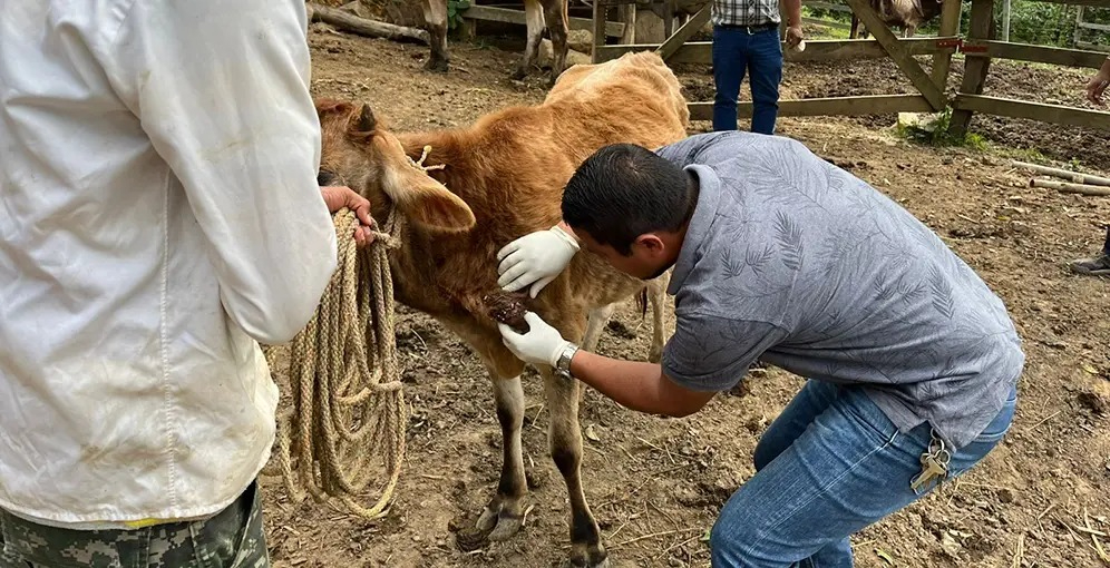 Los casos de miasis por gusano barrenador han ido en aumento en el estado.