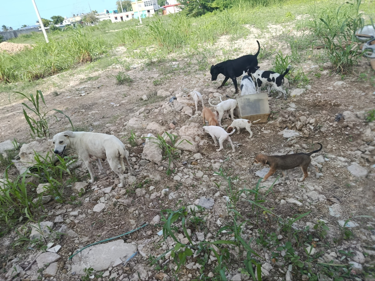 Muchos perros son abandonados por sus dueños en la calle. Muchos perros son abandonados por sus dueños en la calle.