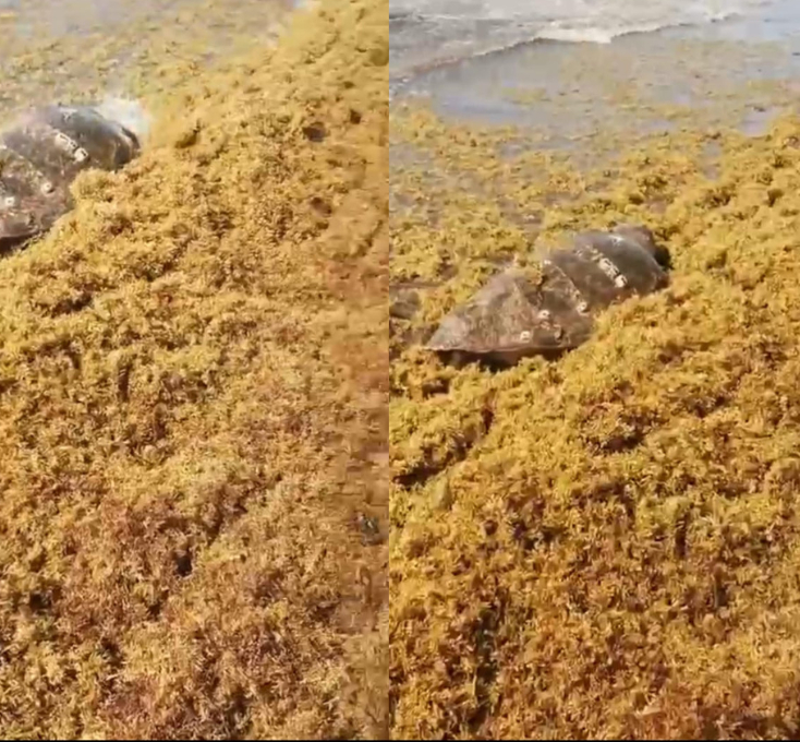 Autoridades federales deben evaluar al animal antes de saber a donde trasladarlo Autoridades federales deben evaluar al animal antes de saber a donde trasladarlo
