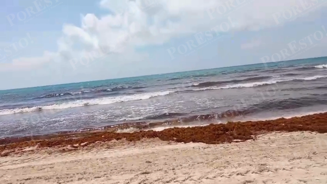 Quintana Roo “ahogado" en macroalga: Más de 80 mil toneladas de sargazo se han recolectado en lo que va del 2025 Quintana Roo “ahogado" en macroalga: Más de 80 mil toneladas de sargazo se han recolectado en lo que va del 2025