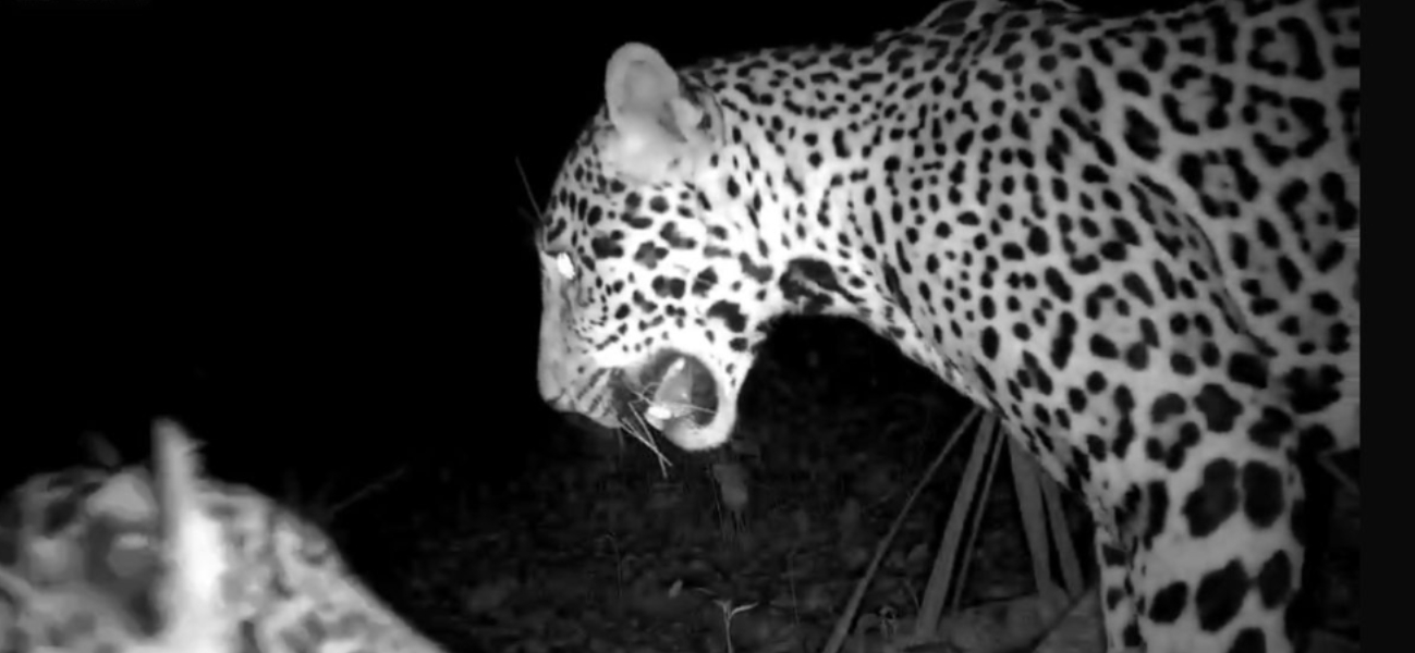 Captan jaguares, pumas y venados cerca de Chichén Itzá: así funciona el monitoreo de fauna del INAH  